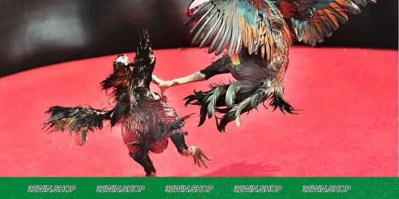 Đá gà 32WIN có gì hấp dẫn?