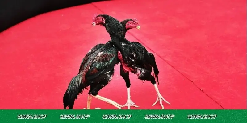 Hướng dẫn cách cược đá gà 32WIN