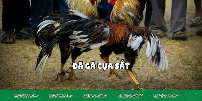 Đá Gà Cựa Sắt