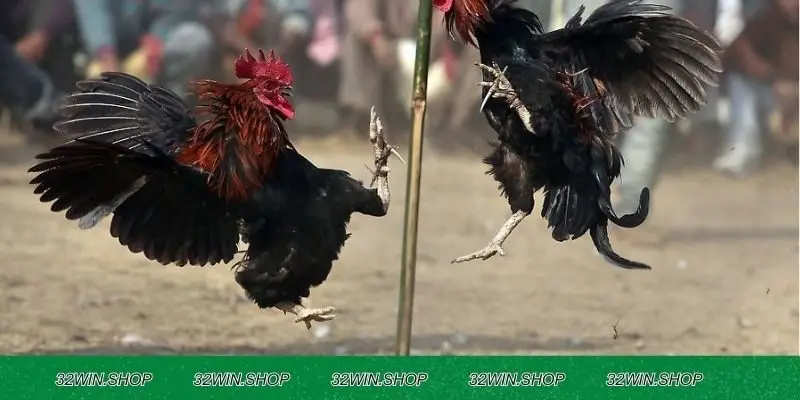 Người chơi cần trau dồi kỹ năng quan sát khi chọn chiến kê