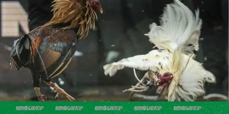 32WIN là sân chơi đá gà uy tín dành cho người chơi