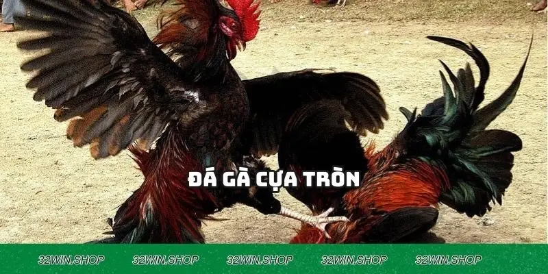 Đá Gà Cựa Tròn