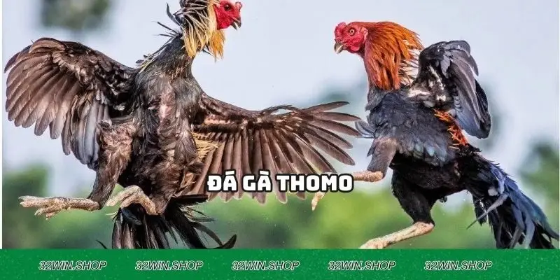 Đá Gà Thomo